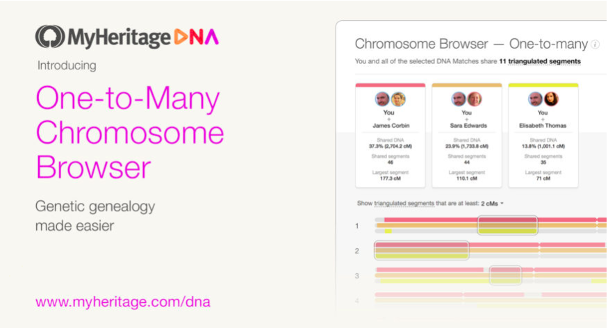 Importante atualização do Navegador de Cromossomos para uma melhor análise das DNA Matches em MyHeritage