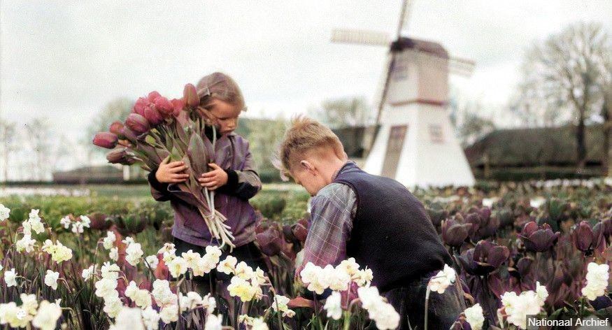 Moinhos de vento, tulipas e sapatos de madeira: pesquisando sobrenomes holandeses